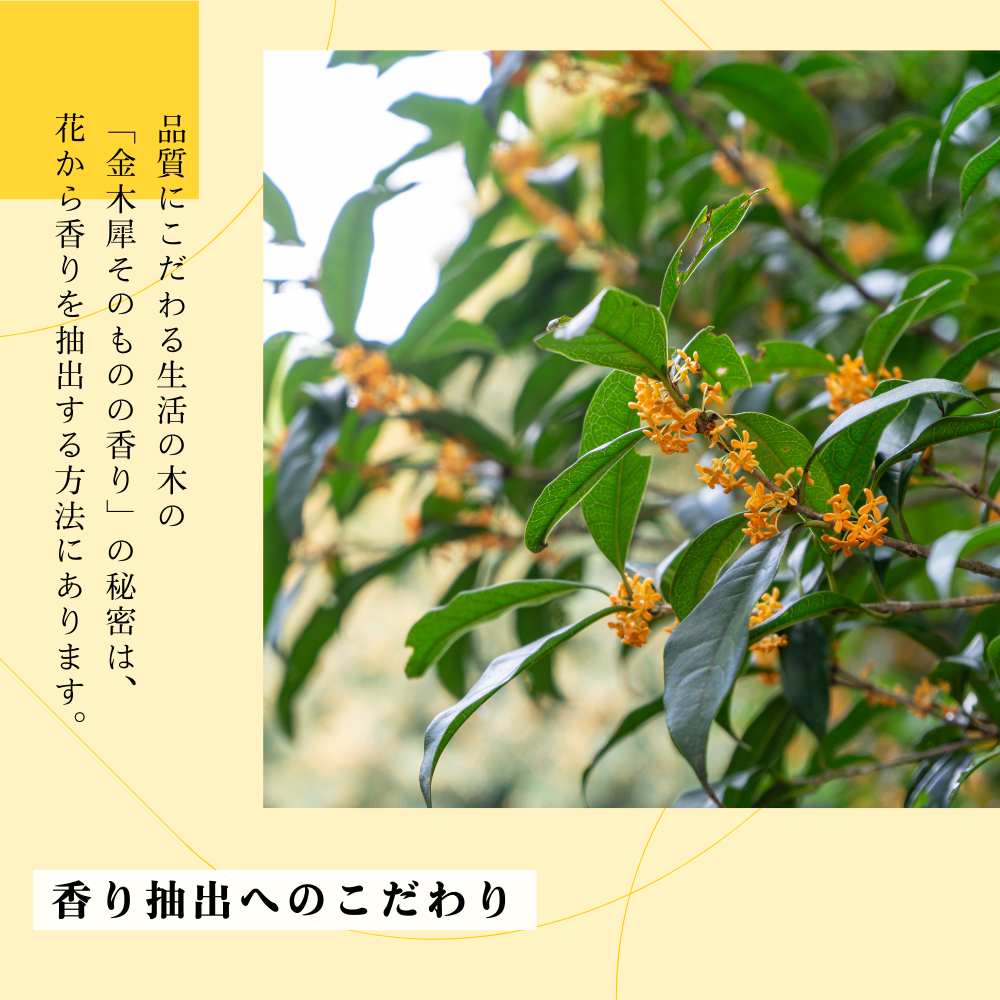 Osmanthus Nail Oil 2ml