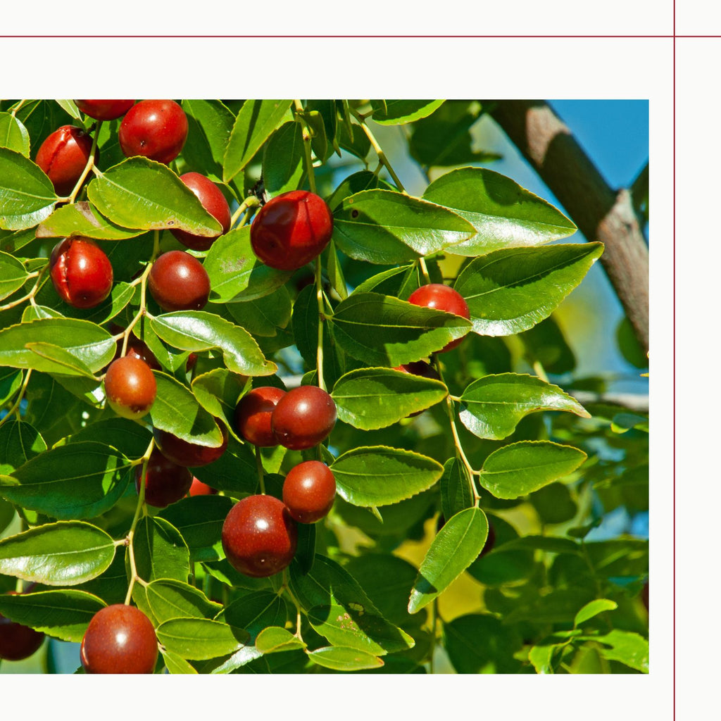 Seedless Red Dates 40g