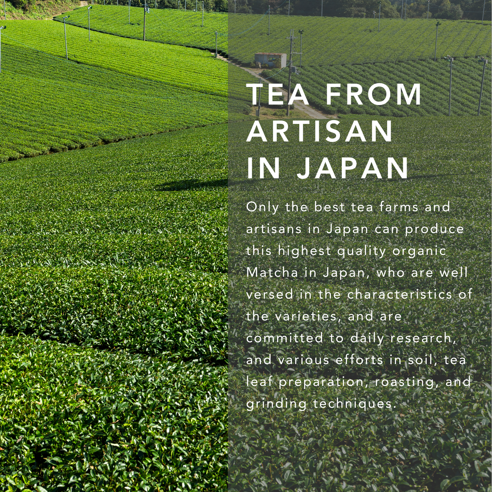 Organic Matcha (抹茶) Powder 40g