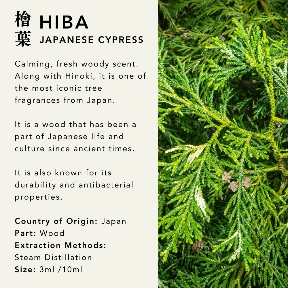 Hiba Japanese Cypress Essential Oil