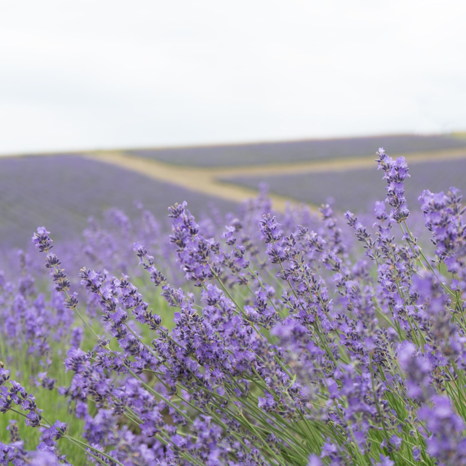 Furanui Hokkaido Lavender 10ml