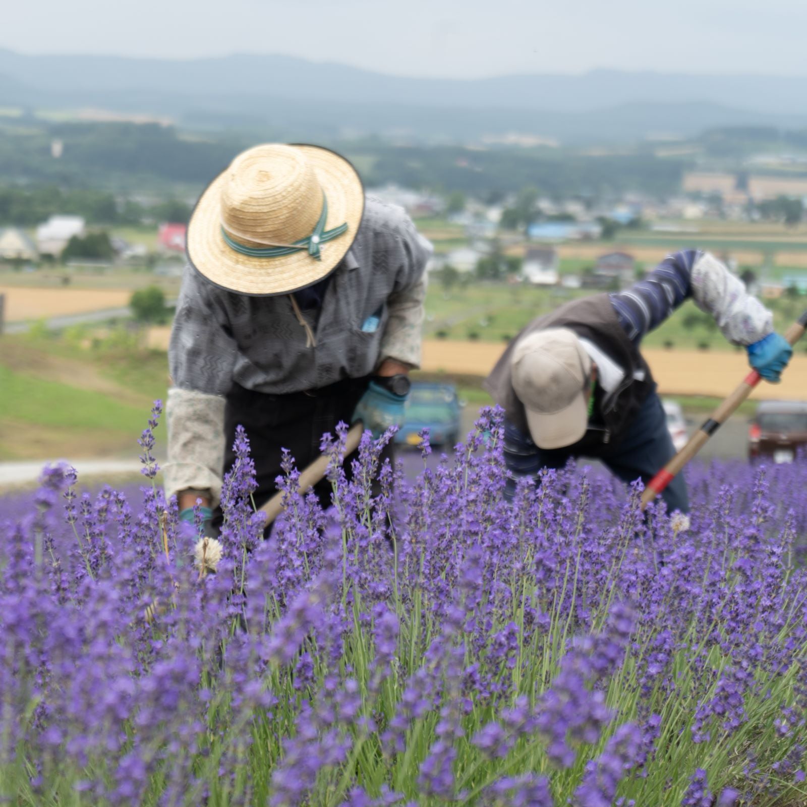 Furanui Hokkaido Lavender 10ml