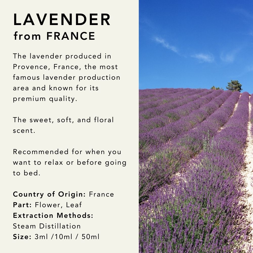 Lavender from France Essential Oil