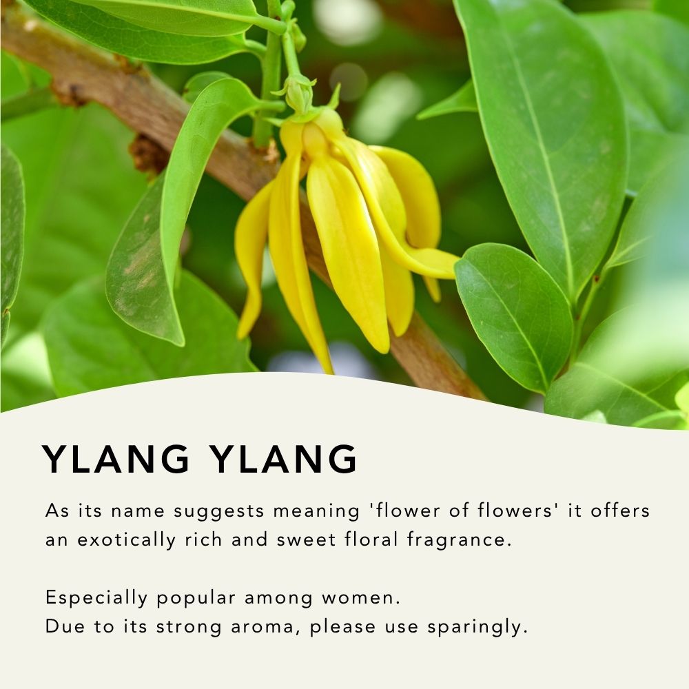 Ylang Ylang Essential Oil Blend